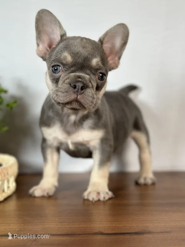 Arles – French Bulldog puppy for sale in Grabill, IN