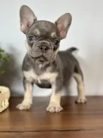 Arles, a female French Bulldog for sale in Grabill, IN – 1 of 6