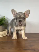 Paris, a female French Bulldog for sale in Grabill, IN – 6 of 10