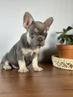 Arles, a female French Bulldog for sale in Grabill, IN – 4 of 6
