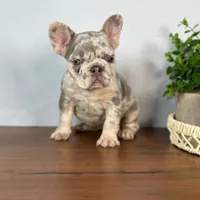 Calais, a female French Bulldog for sale in Grabill, IN – 7 of 7