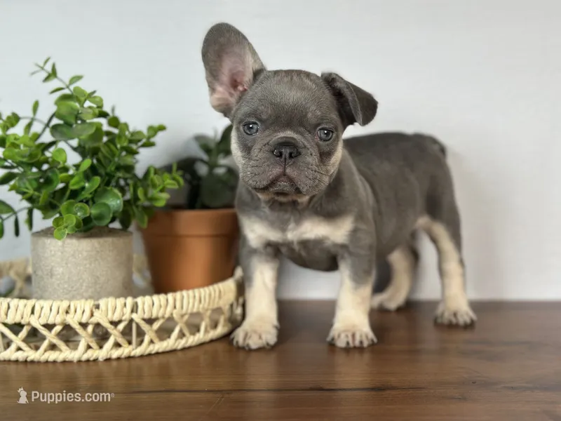 Turbo – French Bulldog puppy for sale in Grabill, IN