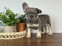 Turbo, a male French Bulldog for sale in Grabill, IN – 1 of 9