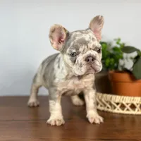 Calais, a female French Bulldog for sale in Grabill, IN – 3 of 7
