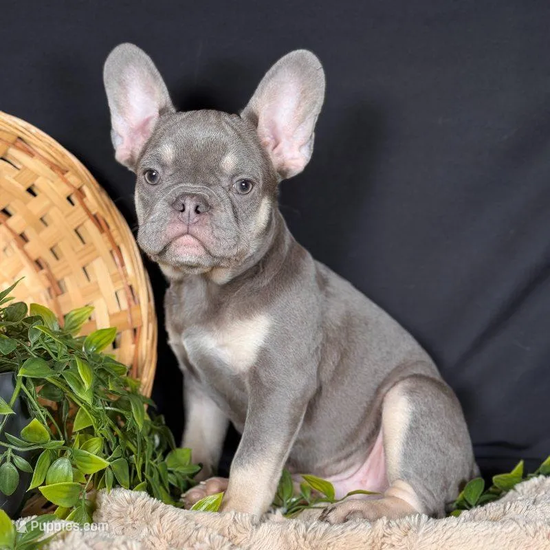Sterling – French Bulldog puppy for sale in Grabill, IN