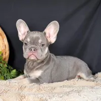 Sterling, a male French Bulldog for sale in Grabill, IN – Photo 3 of 4