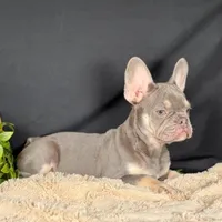 Sterling, a male French Bulldog for sale in Grabill, IN – Photo 4 of 4
