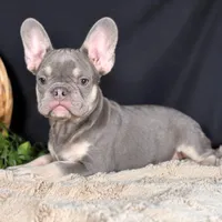 Sterling, a male French Bulldog for sale in Grabill, IN – Photo 2 of 4