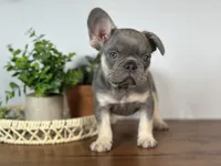Turbo, a male French Bulldog for sale in Grabill, IN – 2 of 9