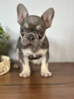 Arles, a female French Bulldog for sale in Grabill, IN – 2 of 6