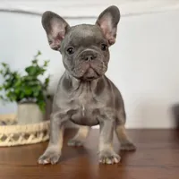 Lille, a female French Bulldog for sale in Grabill, IN – 4 of 7