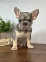 Paris, a female French Bulldog for sale in Grabill, IN – 9 of 10