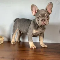 Remy, a male French Bulldog for sale in Grabill, IN – 7 of 7