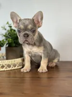 Paris, a female French Bulldog for sale in Grabill, IN – 4 of 10