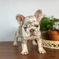 Calais, a female French Bulldog for sale in Grabill, IN – 2 of 7