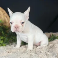 Missy, a female French Bulldog for sale in Grabill, IN – Photo 2 of 4