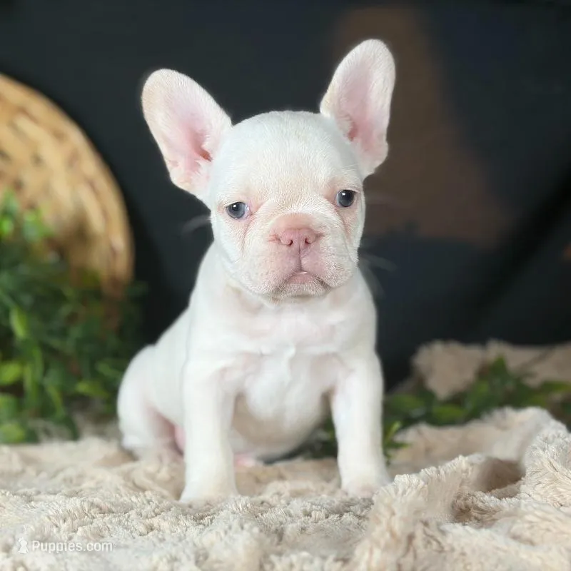 Missy – French Bulldog puppy for sale in Grabill, IN