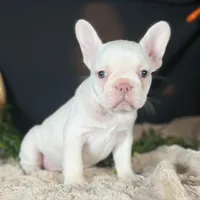 Missy, a female French Bulldog for sale in Grabill, IN – Photo 4 of 4