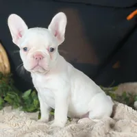 Missy, a female French Bulldog for sale in Grabill, IN – Photo 3 of 4