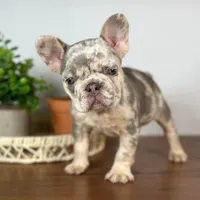 Calais, a female French Bulldog for sale in Grabill, IN – 4 of 7