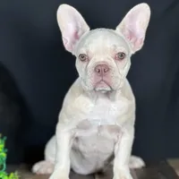 Lucy, a female French Bulldog for sale in Grabill, IN – Photo 4 of 4
