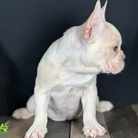 Lucy, a female French Bulldog for sale in Grabill, IN – Photo 2 of 4