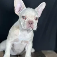 Lucy, a female French Bulldog for sale in Grabill, IN – Photo 3 of 4