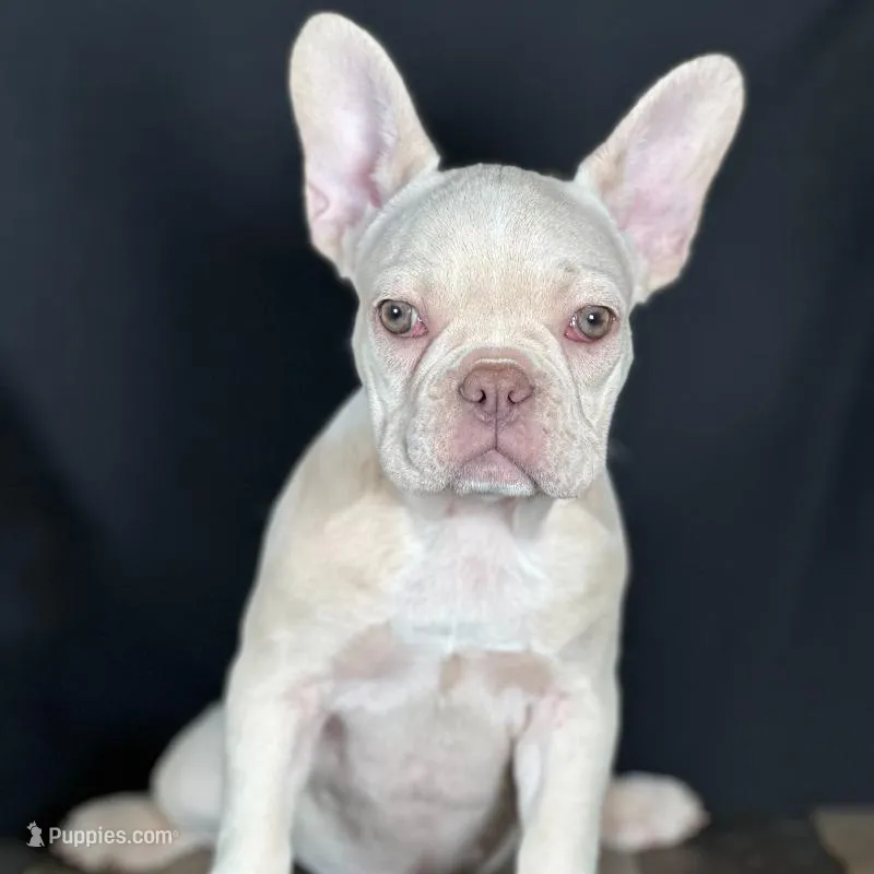 Lucy – French Bulldog puppy for sale in Grabill, IN