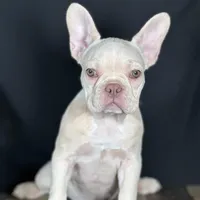 Lucy, a female French Bulldog for sale in Grabill, IN – Photo 1 of 4