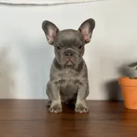 Lille, a female French Bulldog for sale in Grabill, IN – 5 of 7