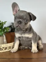 Turbo, a male French Bulldog for sale in Grabill, IN – 3 of 9