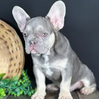 Cole, a female French Bulldog for sale in Grabill, IN – Photo 4 of 5