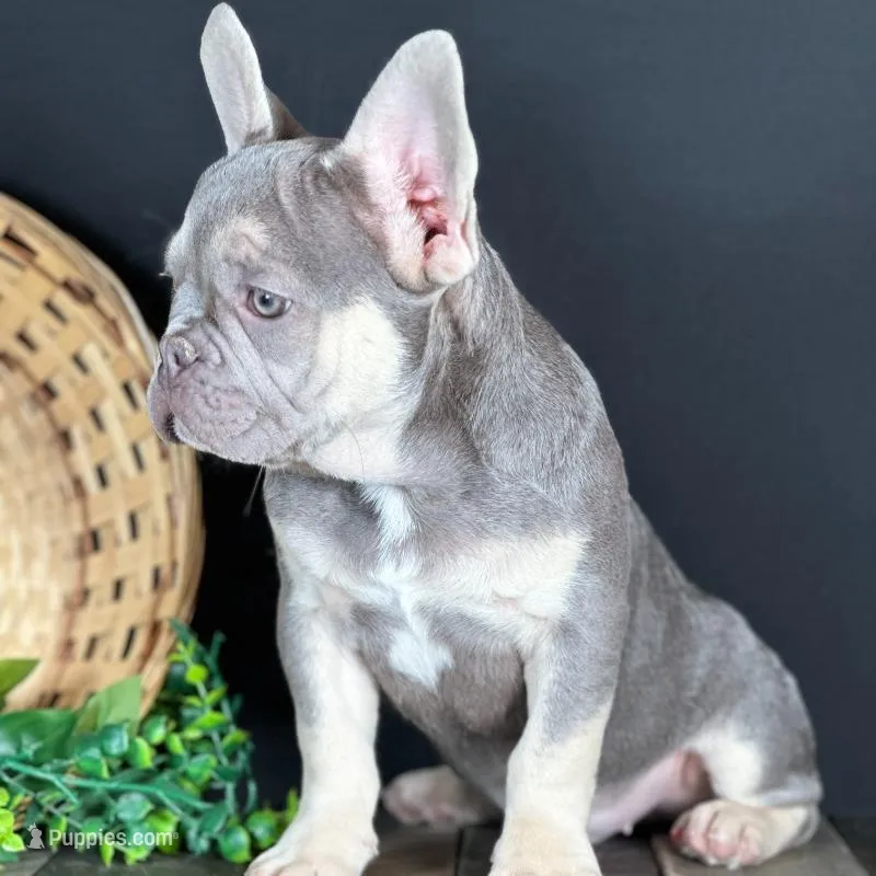 Cole – French Bulldog puppy for sale in Grabill, IN