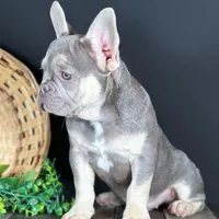 Cole, a female French Bulldog for sale in Grabill, IN – Photo 1 of 5