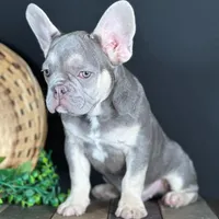 Cole, a female French Bulldog for sale in Grabill, IN – Photo 2 of 5