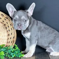 Cole, a female French Bulldog for sale in Grabill, IN – Photo 5 of 5