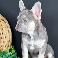 Cole, a female French Bulldog for sale in Grabill, IN – Photo 3 of 5