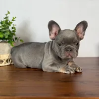 Lille, a female French Bulldog for sale in Grabill, IN – 2 of 7