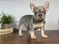 Paris, a female French Bulldog for sale in Grabill, IN – 1 of 10