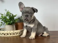 Turbo, a male French Bulldog for sale in Grabill, IN – 6 of 9
