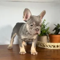 Remy, a male French Bulldog for sale in Grabill, IN – 5 of 7