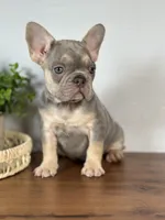 Paris, a female French Bulldog for sale in Grabill, IN – 3 of 10