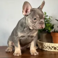 Remy, a male French Bulldog for sale in Grabill, IN – 4 of 7
