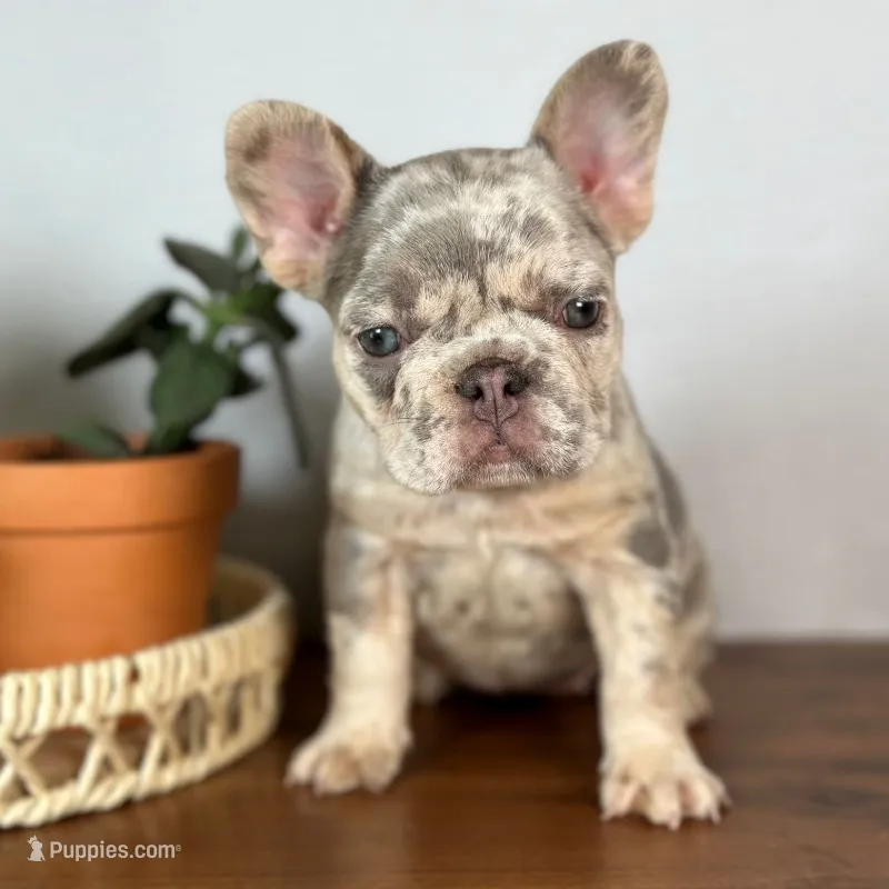 Calais – French Bulldog puppy for sale in Grabill, IN