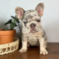 Calais, a female French Bulldog for sale in Grabill, IN – 1 of 7