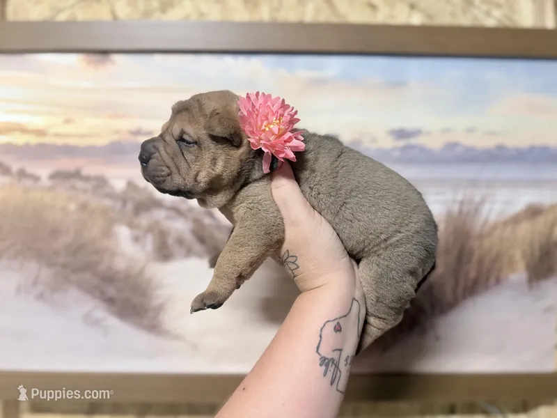 Everst – Chinese Shar-Pei puppy for sale in Lehigh Acres, FL