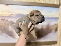 Everst, a female Chinese Shar-Pei for sale in Lehigh Acres, FL – Photo 6 of 6