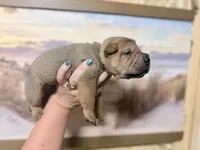 Everst, a female Chinese Shar-Pei for sale in Lehigh Acres, FL – Photo 5 of 6