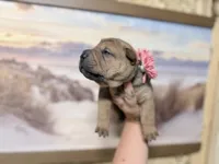 Everst, a female Chinese Shar-Pei for sale in Lehigh Acres, FL – Photo 4 of 6