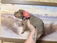 Everst, a female Chinese Shar-Pei for sale in Lehigh Acres, FL – Photo 2 of 6